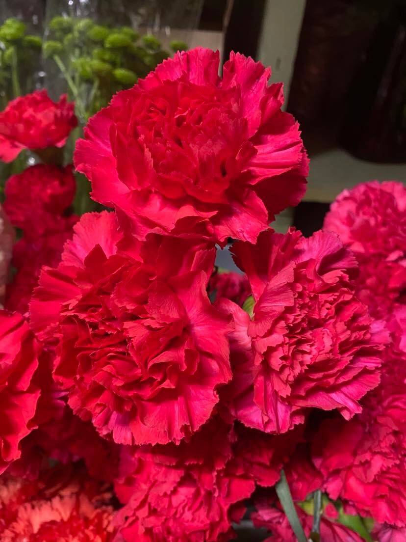 Hot Pink Carnations